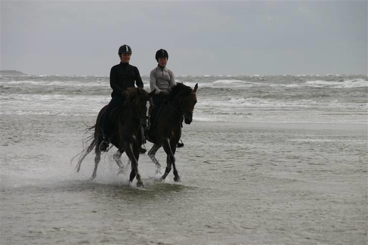Anden særlig race Chamelli¤B-PONY¤ - Mig og Lena rider i takt på Rømø 08 q: <3 billede 7