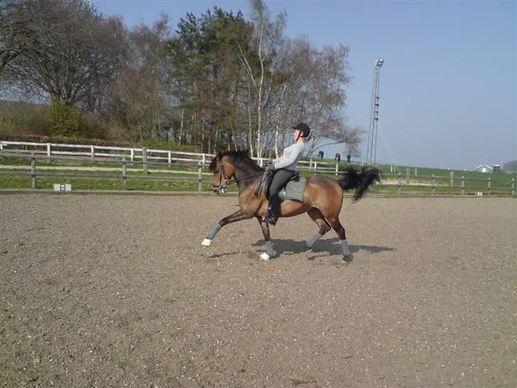Anden særlig race Chamelli¤B-PONY¤ - chamelli du den aller bedsteste ! <3 træning d. 16/4/09 Taget af : RCT <3 billede 10