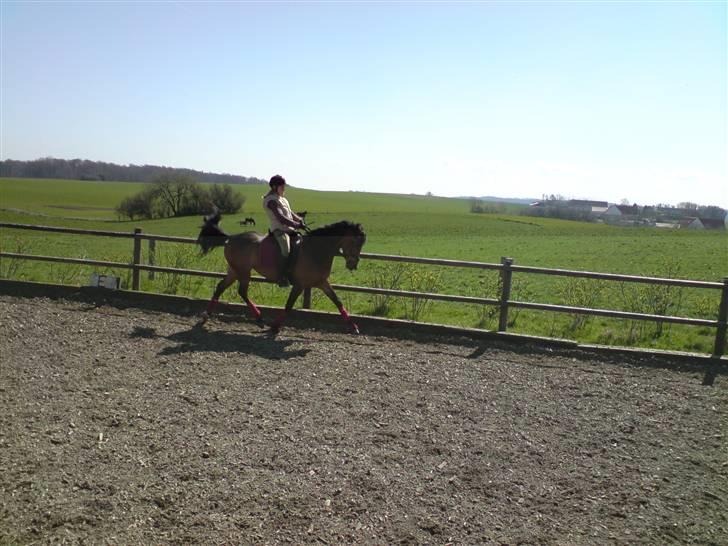 Anden særlig race Chamelli¤B-PONY¤ - dressur træning d 20/4-08 min stjernepony <333 billede 11