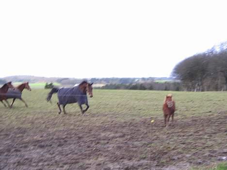 Shetlænder Dolf "Mascot" af Hola - nr.7 21/1-07 lille mig, som snart blir løbet ned af en kæmpe, hvis jeg ikke flytter mig.. billede 8