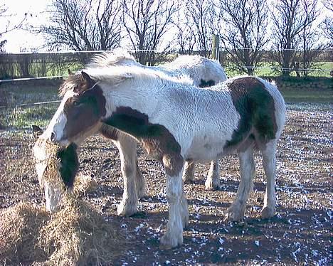 Irish Cob Frydendal's Liothlaith billede 12