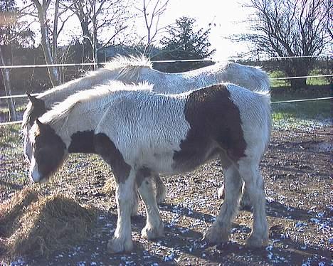 Irish Cob Frydendal's Liothlaith billede 13