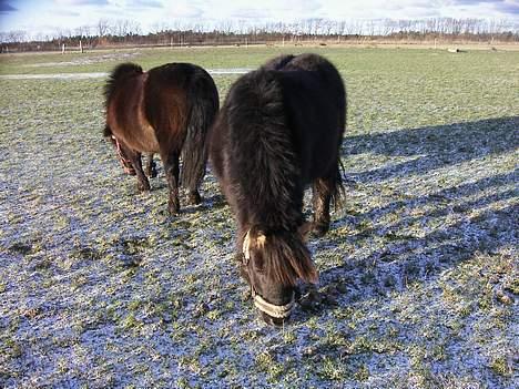 Shetlænder MIN ELVIS<33' R.I.P!:'( - elvis og lottes røv:D<3 billede 8
