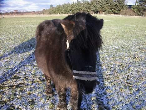 Shetlænder MIN ELVIS<33' R.I.P!:'( - min elvis<3 billede 9