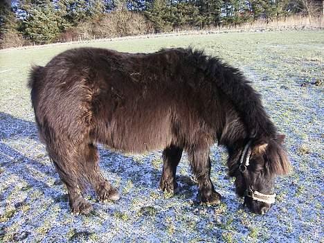 Shetlænder MIN ELVIS<33' R.I.P!:'( - årrh lille pus <33 billede 10