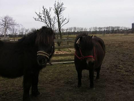 Shetlænder MIN ELVIS<33' R.I.P!:'( - mine bamser<3 billede 11