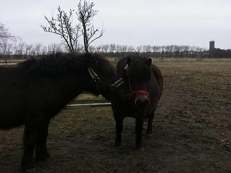 Shetlænder MIN ELVIS<33' R.I.P!:'( - i var så søde<3 billede 12