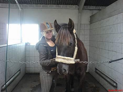 New Forest de wolferhoeves Ceriena billede 12