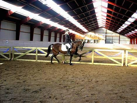 New Forest de wolferhoeves Ceriena - Ved virkelig ike hvordan det er jeg sidder? haha :D billede 16