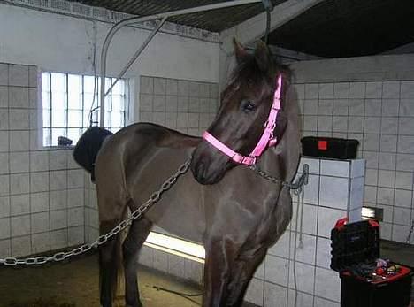 New Forest de wolferhoeves Ceriena billede 17