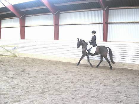 New Forest de wolferhoeves Ceriena billede 18