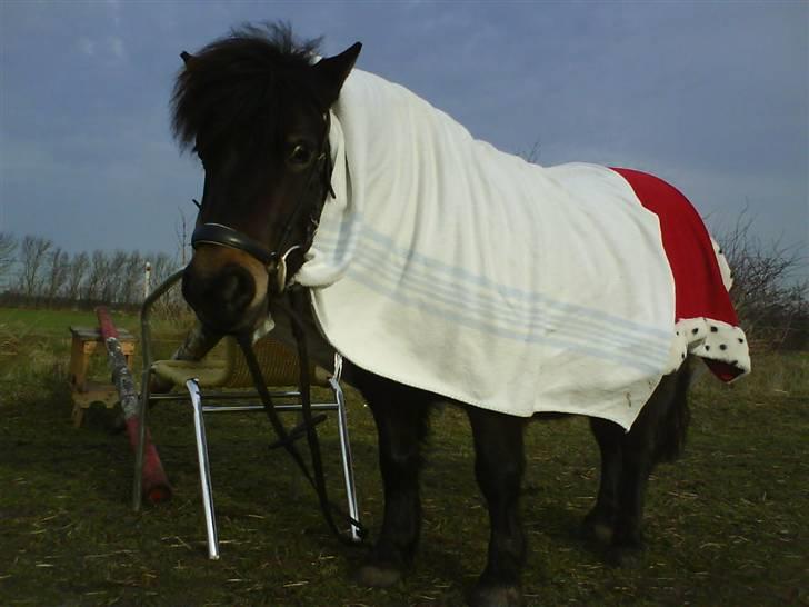 Shetlænder Sdr. Engesgards Lotte <3  - haha, du ser sjov ud (: Foto : astrid billede 2