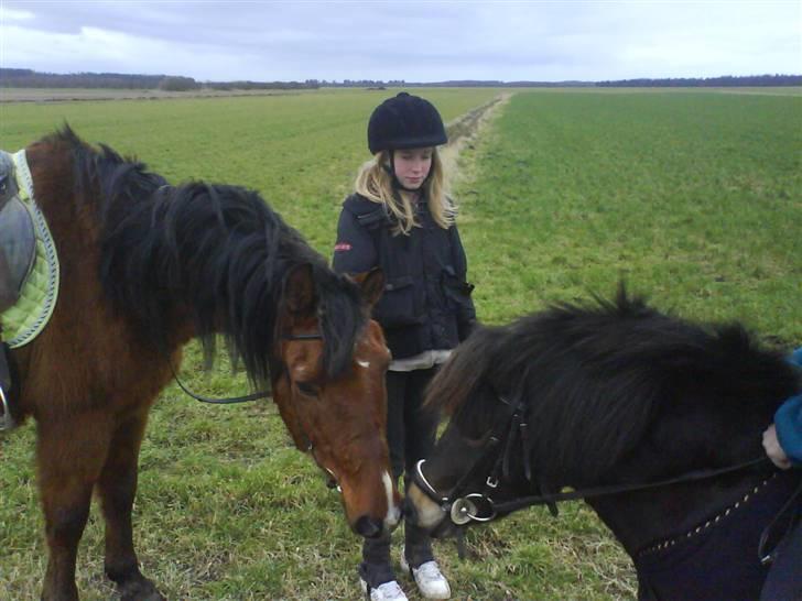 Shetlænder Sdr. Engesgards Lotte <3  - marco&lotte <3 [; billede 3