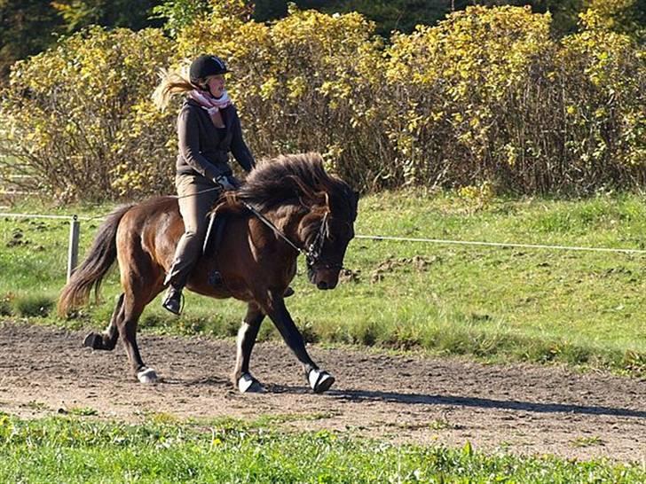 Islænder Leistur fra bakkakoti - D. 14-10-09 Taget af Sofia G billede 10