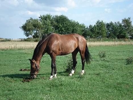 Dansk Varmblod Ørevadbros Chloe - SOLGT - Lidt hygge på fold billede 17