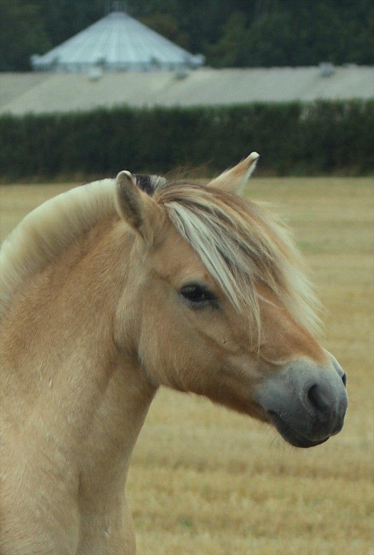 Fjordhest * FJODOR *  billede 1