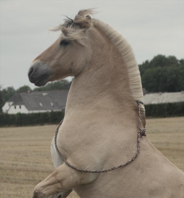 Fjordhest * FJODOR *  billede 2