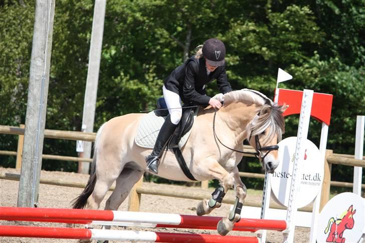 Fjordhest * FJODOR *  - spring på birken 09´ foto: ditte  billede 4