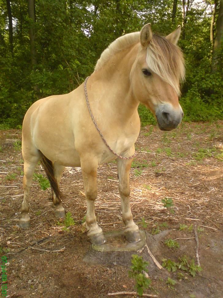 Fjordhest * FJODOR *  - Mig og Fjodor på eventyr i skoven, og så skulle fjodor lige prøve at stå på en stub (; tihi  billede 5