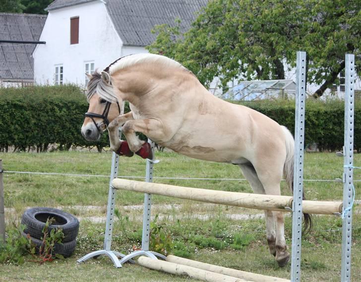 Fjordhest * FJODOR *  - løsspringning hjemme ved jorsalerne, TAK DITTE <3 billede 9