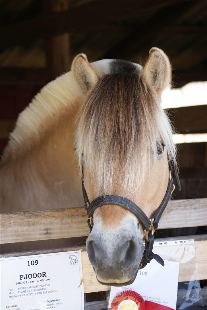 Fjordhest * FJODOR *  - På det fynske dyrskue 09´ - skønheden!   foto: karen billede 14