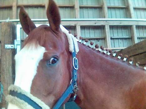 Anden særlig race Sahara - uuh, spændende ! billede 5