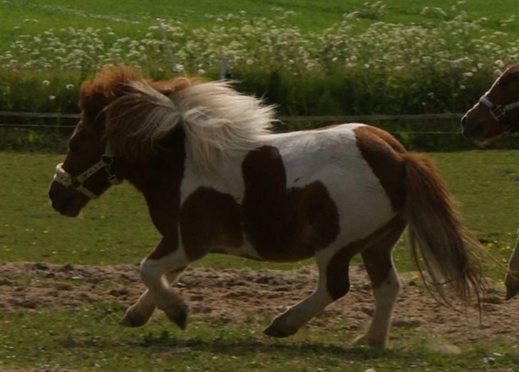 Shetlænder Hannibal billede 3