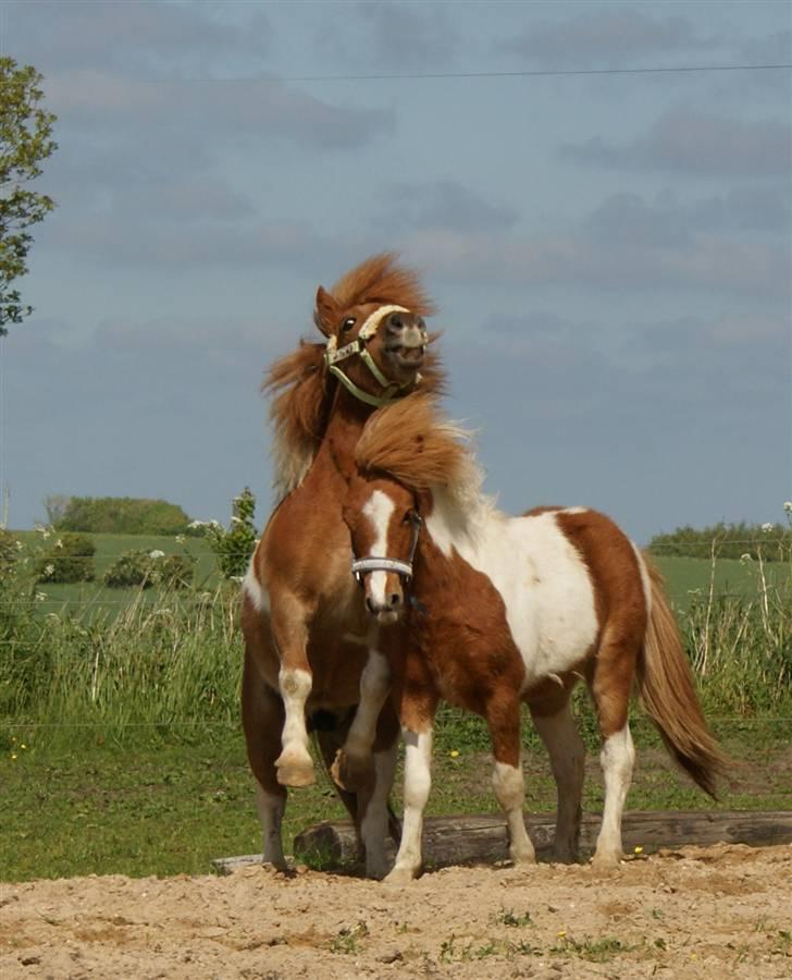 Shetlænder Hannibal billede 4