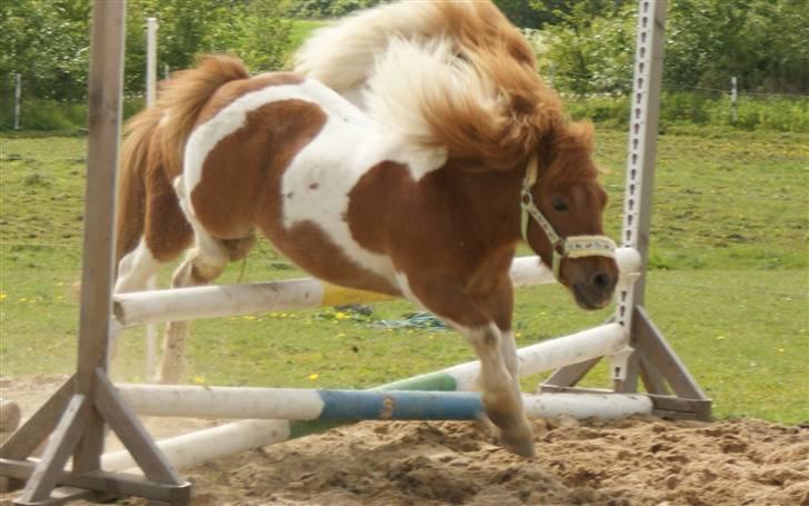 Shetlænder Hannibal billede 6