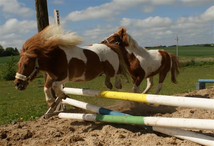 Shetlænder Hannibal billede 7