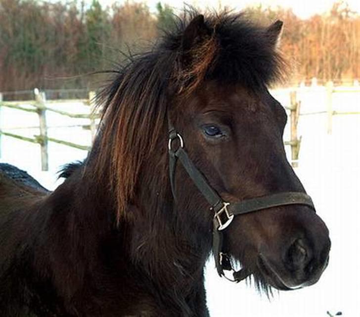 Islænder Bjalla Fra Slette Å solgt - Bjalla (: billede 8