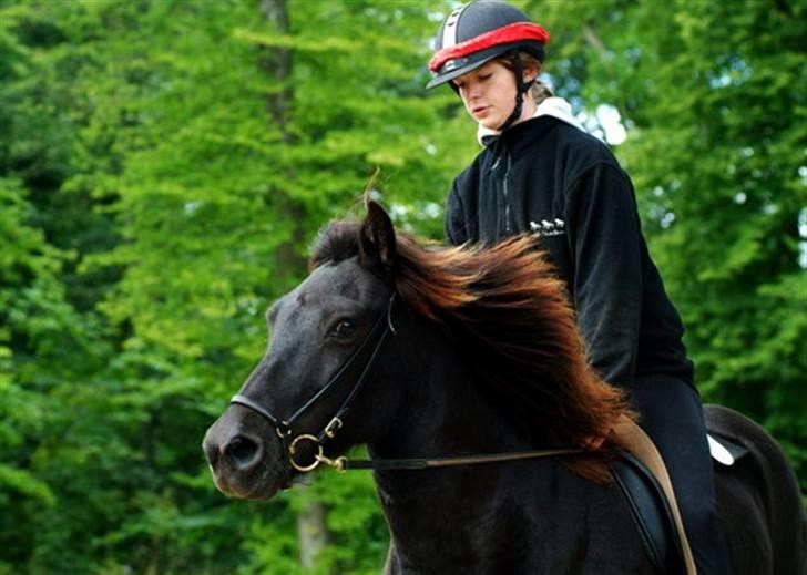 Islænder Bjalla Fra Slette Å solgt - Stævne 18. August  Bjalla fik lige øje på Gitte ude på sidelinjen ;o) billede 10