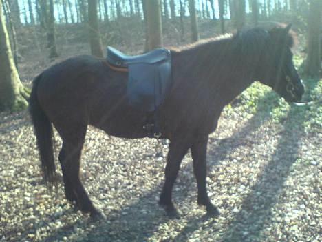 Islænder Bjalla Fra Slette Å solgt - Skovtur Marts 2007 billede 11