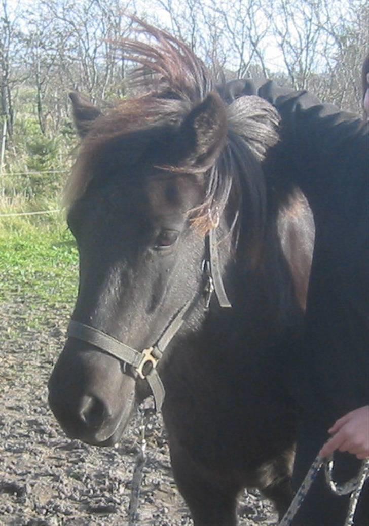 Islænder Bjalla Fra Slette Å solgt - Hej Bjalla :D  billede 12