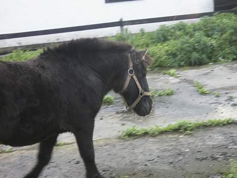 Shetlænder MIN ELVIS<33' R.I.P!:'( - da jeg lige havde fået dig billede 13