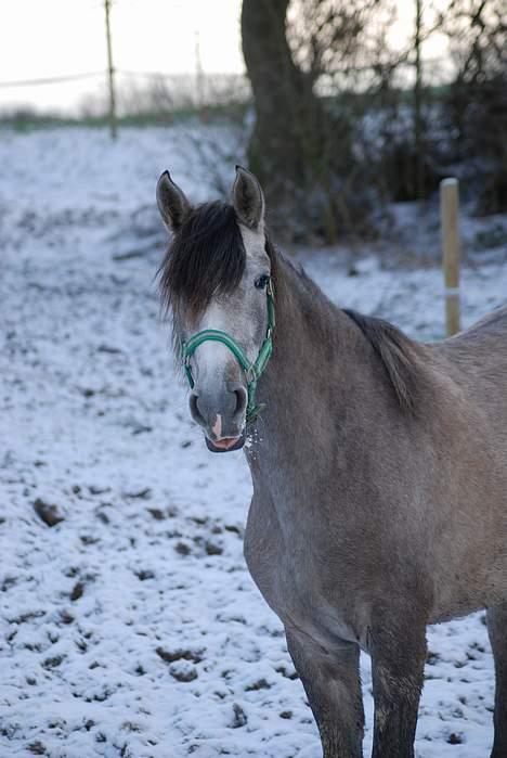 Pura Raza Española Dalgards Guapa(aflivet) billede 6