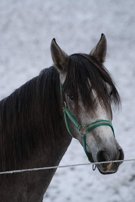 Pura Raza Española Dalgards Guapa(aflivet) billede 7
