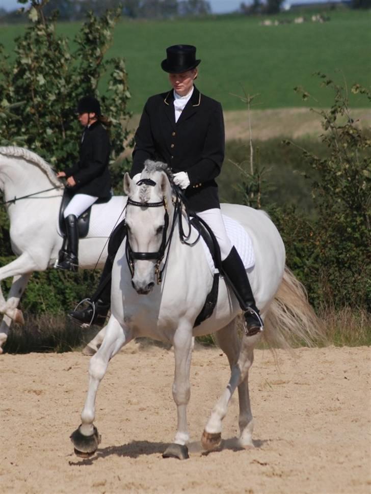 Pura Raza Española versalles  billede 12