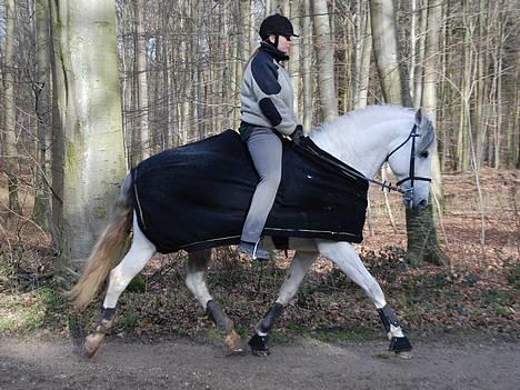 Pura Raza Española versalles  billede 13