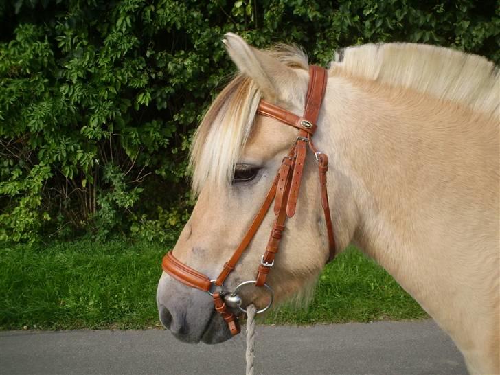 Fjordhest Juma RIP d.8/3-11 billede 8