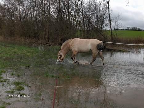 Fjordhest Juma RIP d.8/3-11 billede 9