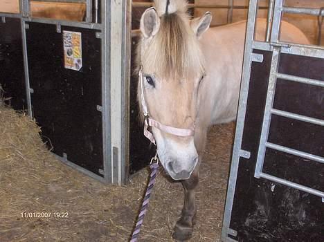 Fjordhest Juma RIP d.8/3-11 billede 10