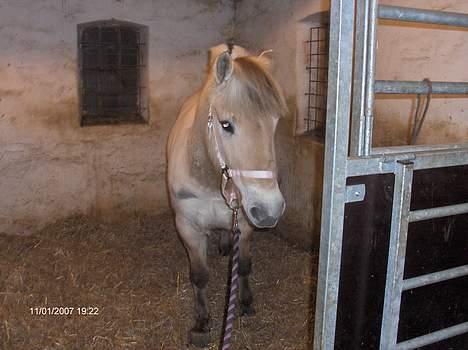 Fjordhest Juma RIP d.8/3-11 billede 11
