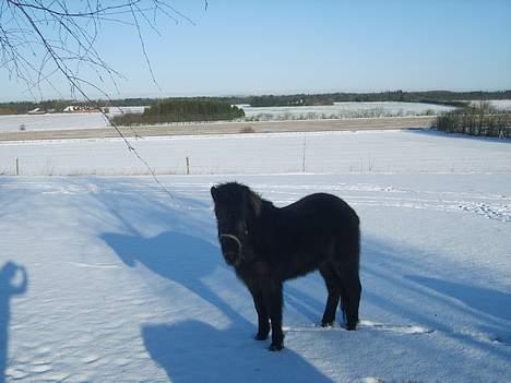 Isl&#230;nder Pila billede 3