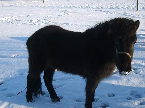 Isl&#230;nder Pila billede 4