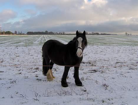 Irish Cob Barbie R.I.B billede 12