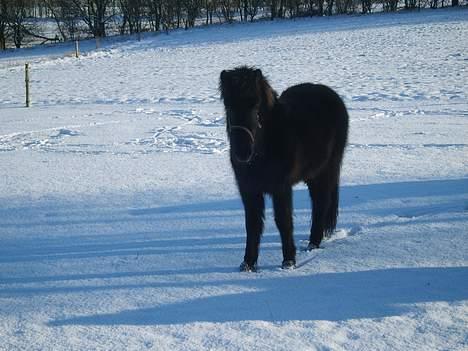 Isl&#230;nder Pila billede 5