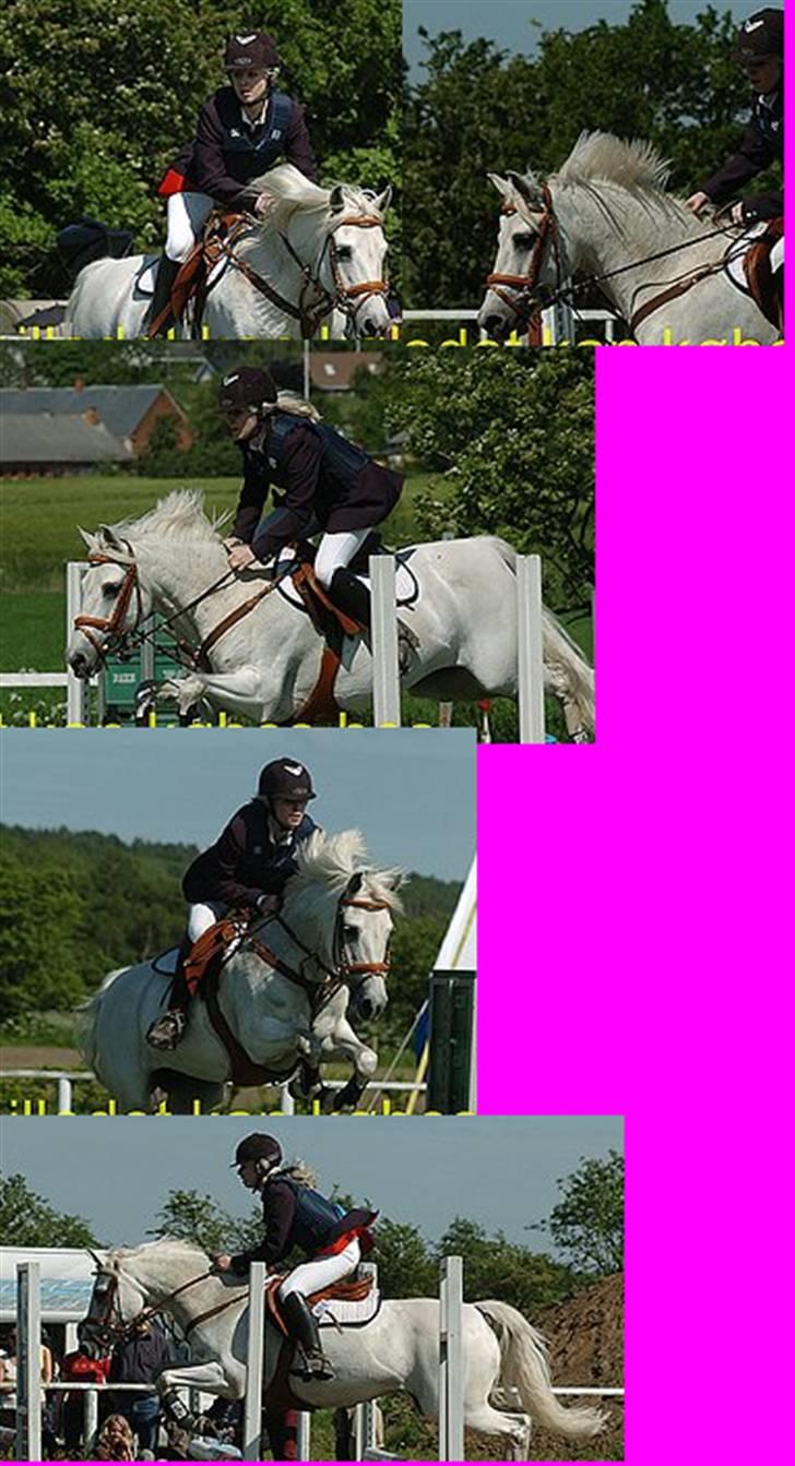 New Forest Sonnius Daphne solgt/død - Lille mig og daphne til  dist.mesterskab for  hold 07, .. hun er for lækker, lækker lækker;P billede 5
