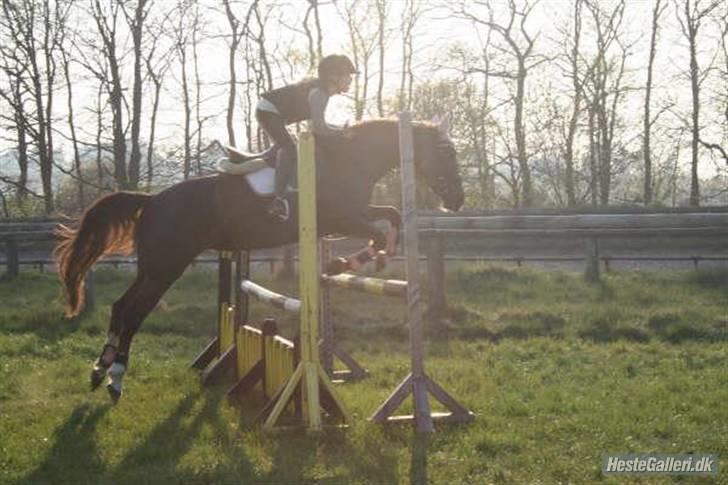Welsh Cob (sec D) *Gaiety* solgt - Min smukke pige *Elsker dig* 2009. LB billede 2