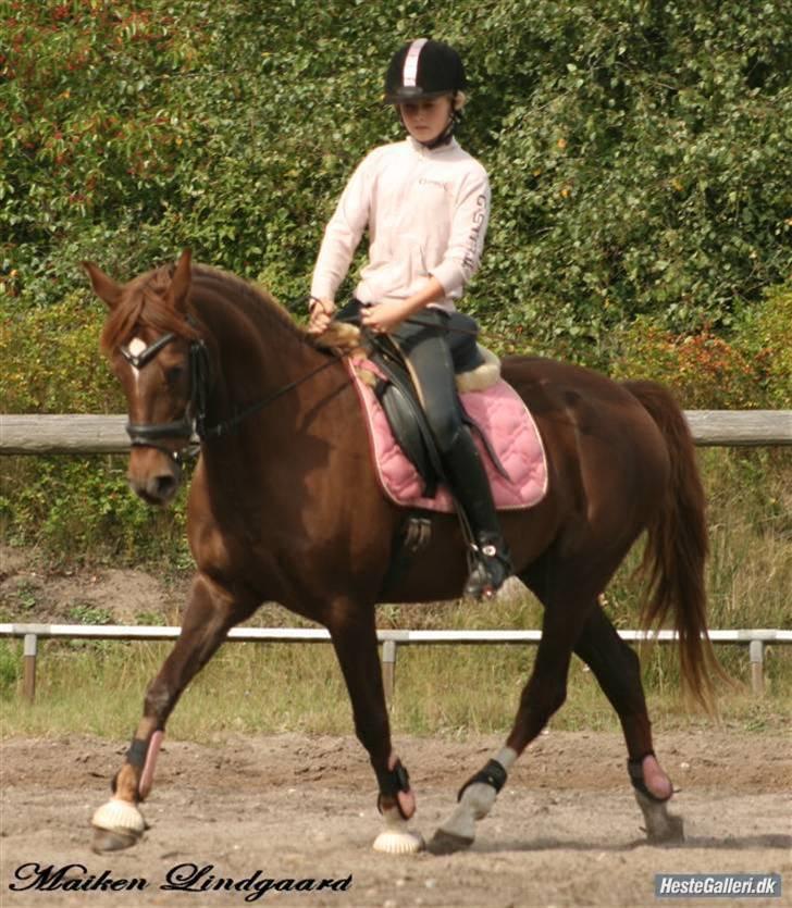 Welsh Cob (sec D) *Gaiety* solgt - Elsker dig skat.... 2009. Charlotte og Gaiety billede 3